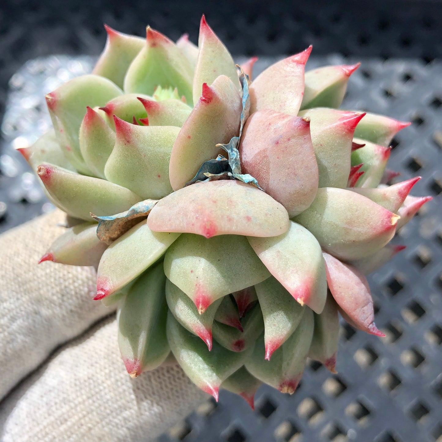 23384 タークォイズ 5.5cm pot