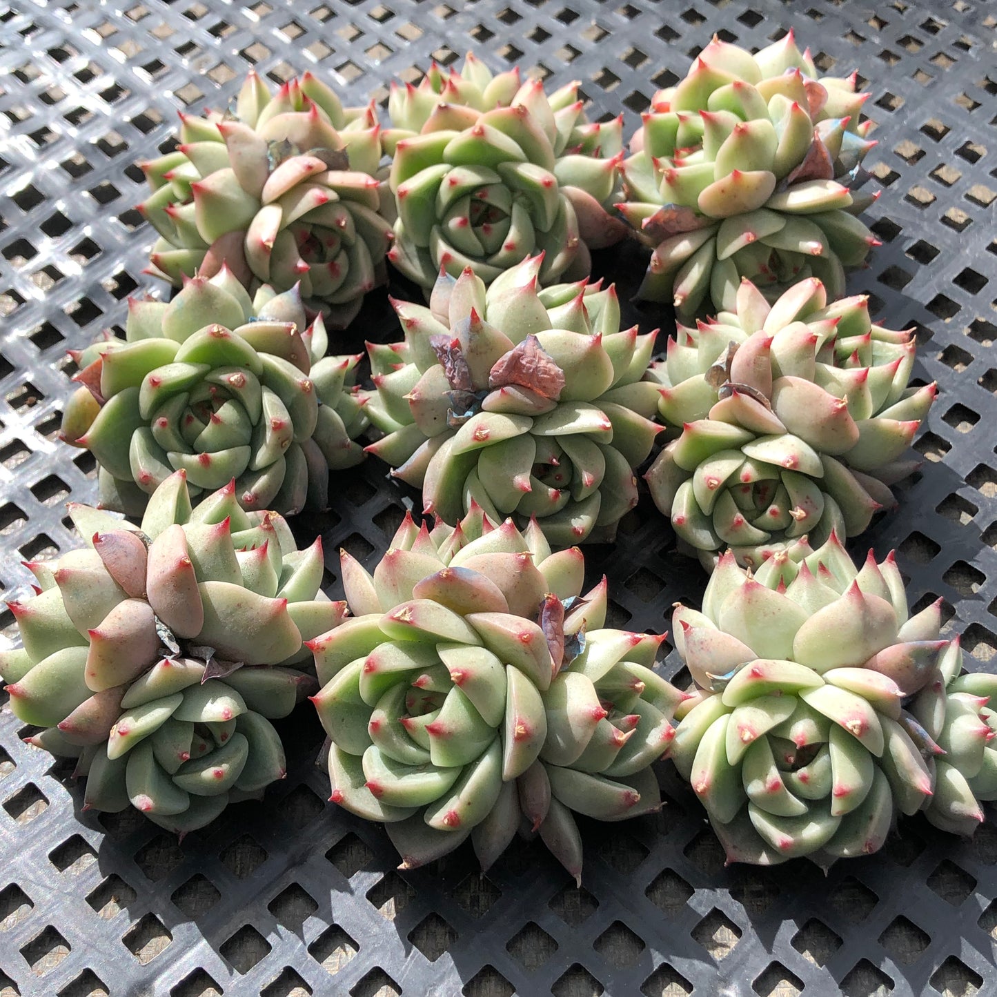 23384 タークォイズ 5.5cm pot