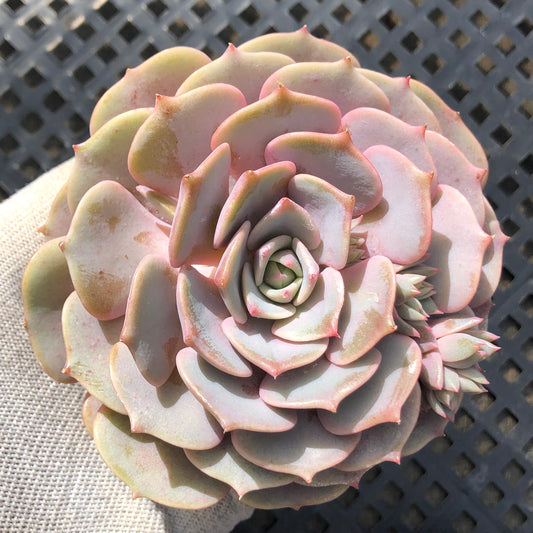 18834 ピンクバタフライ 11cm pot