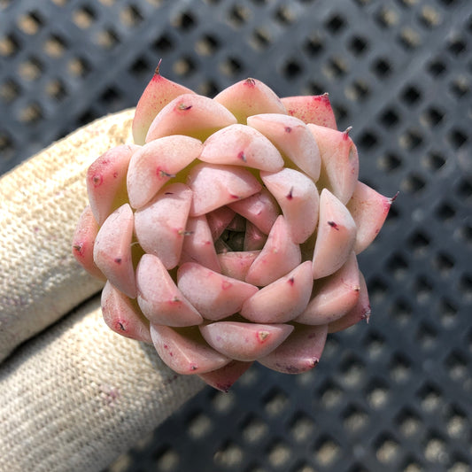 19071 レインフルーツ 7cm pot