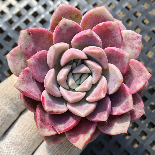 80537 ホワイトデュース 6.5cm pot