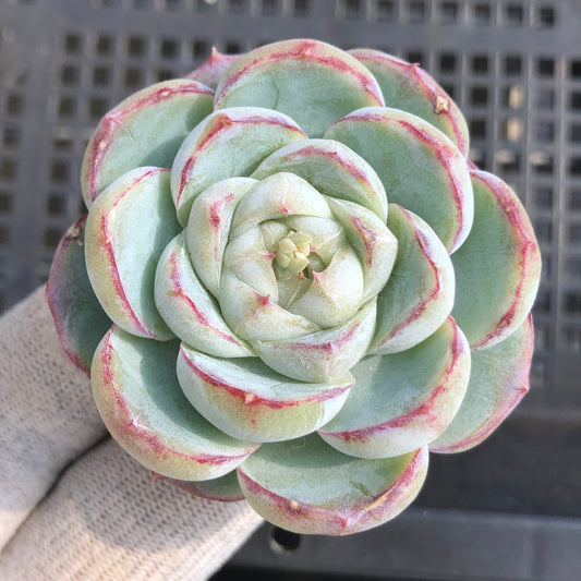 23742 ファット　タイガー 5.5cm pot