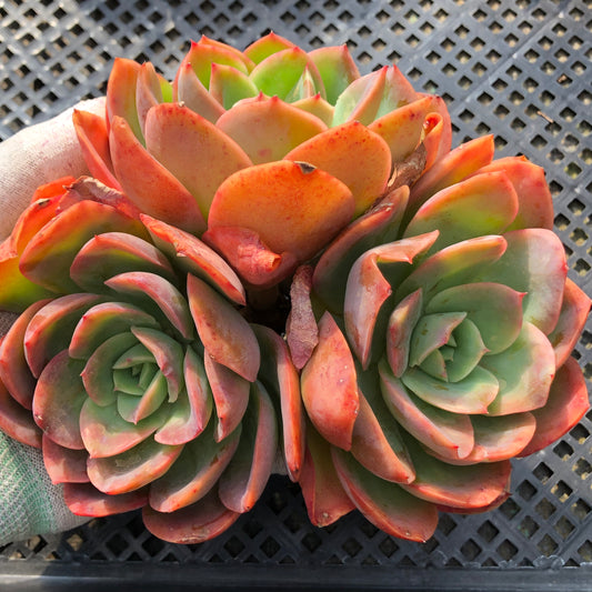 23648 ルエラ 14cm pot