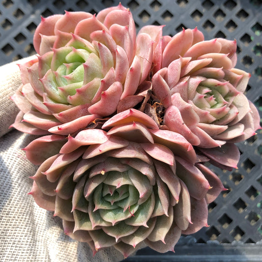 21108 オウンスロー 7cm pot