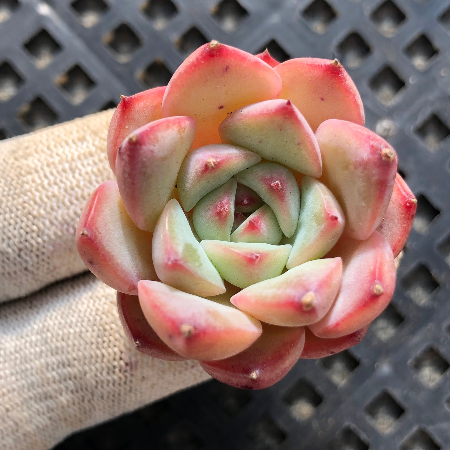 19224 アグリーコブ 5.5cm pot