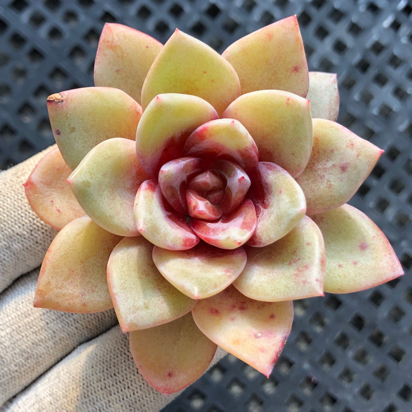 2644 ジャーマンシャンペン 5.5cm pot