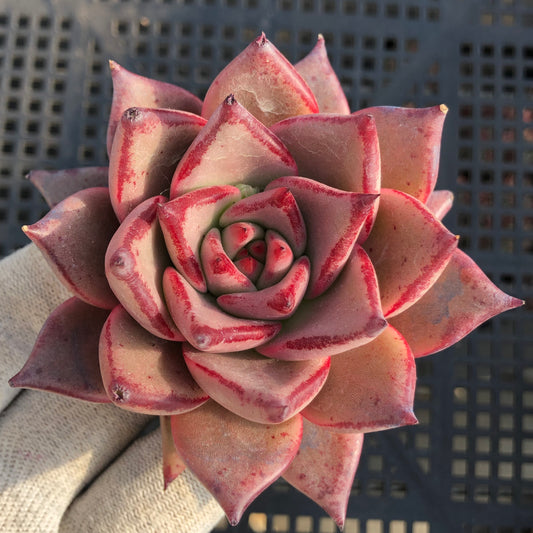 24066 ブラッドロメオ 9cm pot