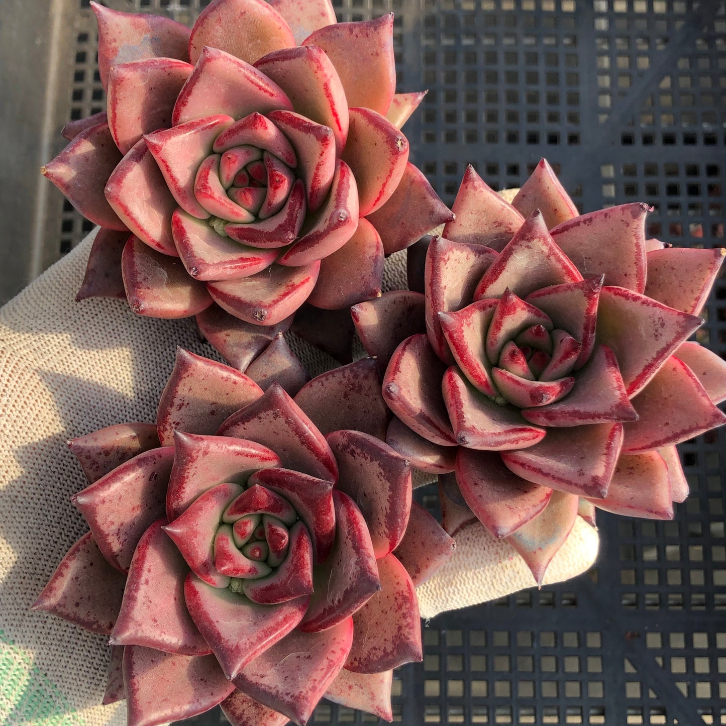 24066 ブラッドロメオ 9cm pot