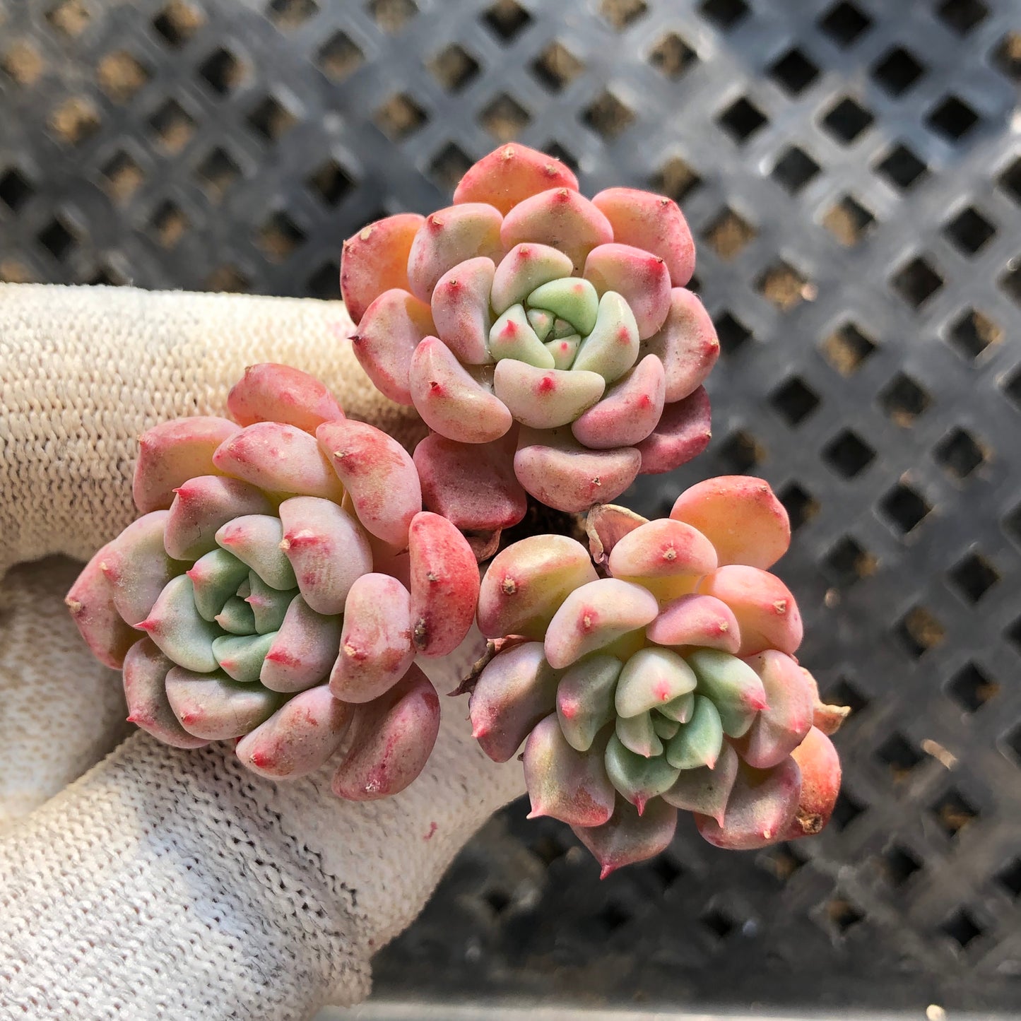 18282 キュートバブル 5.5cm pot