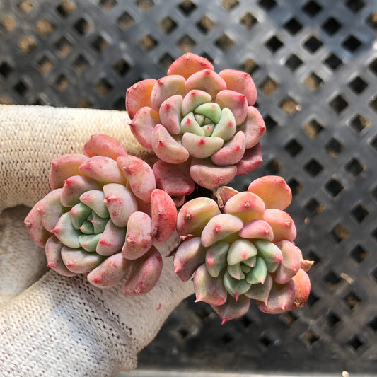 18282 キュートバブル 5.5cm pot