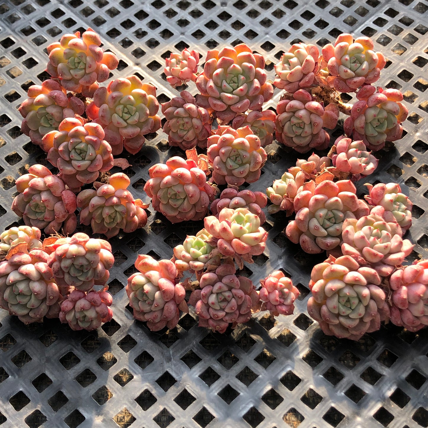 18282 キュートバブル 5.5cm pot