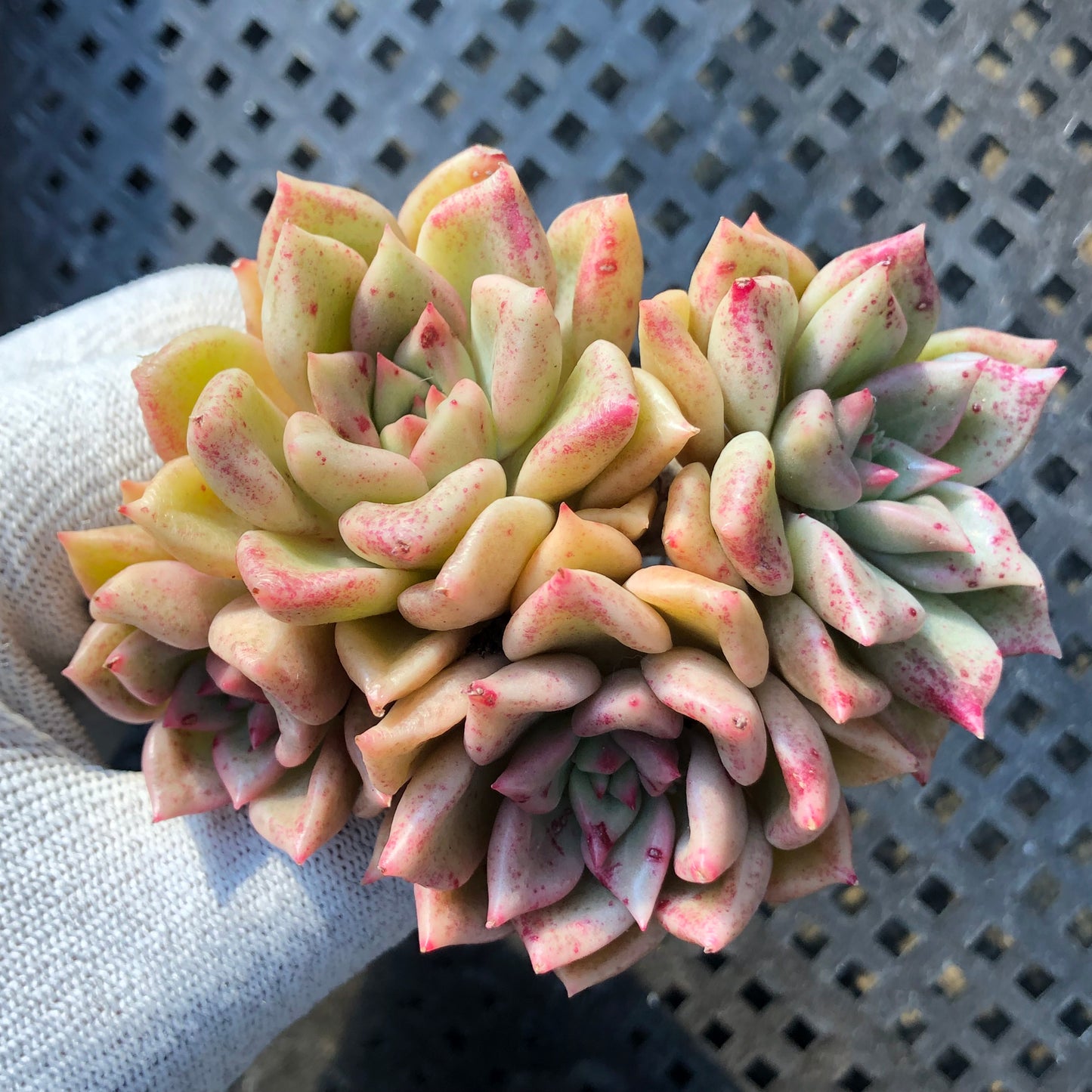 24137 アリジェ 7cm pot