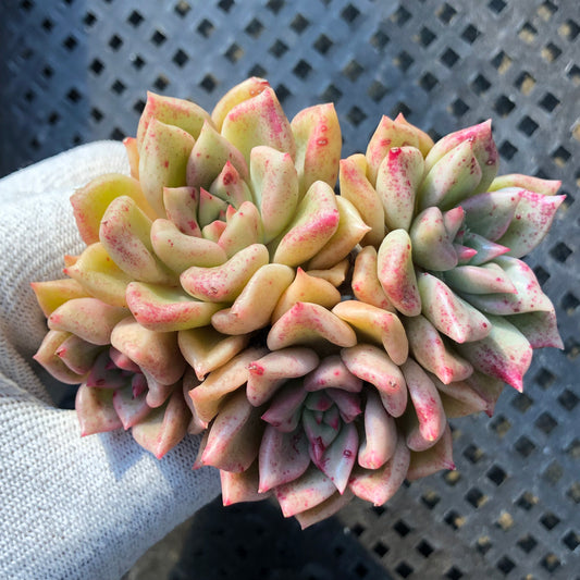 24137 アリジェ 7cm pot