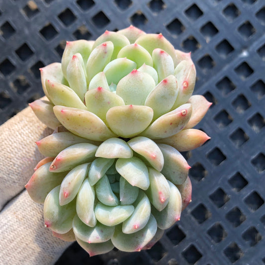 22868 ホワイトラブ 5.5cm pot