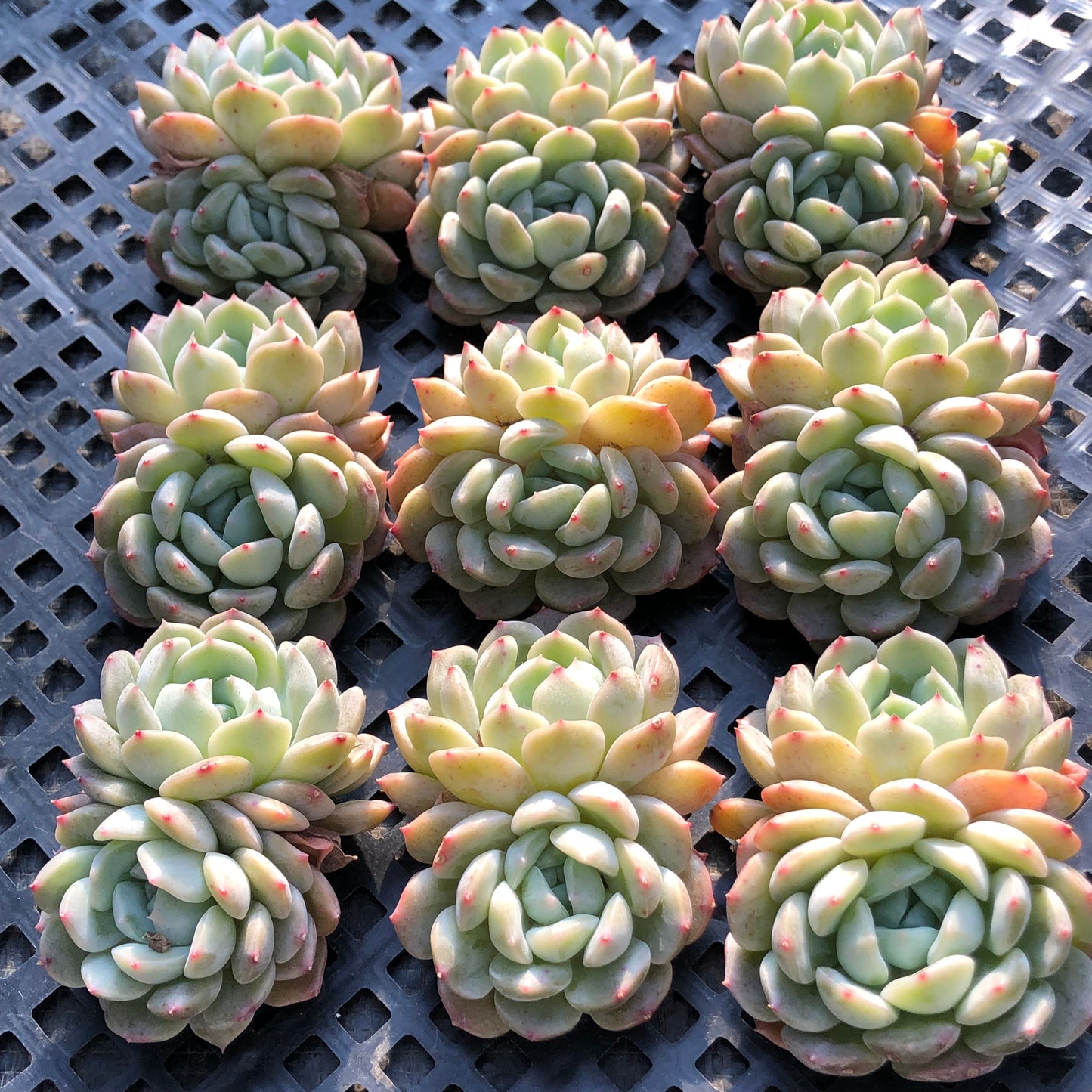 22868 ホワイトラブ 5.5cm pot