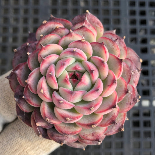 1223 マルセル 5.5cm pot