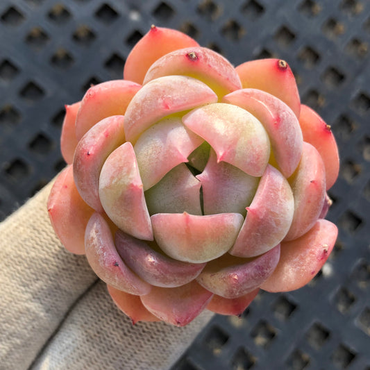 22700 シシリーHyb 5.5cm pot