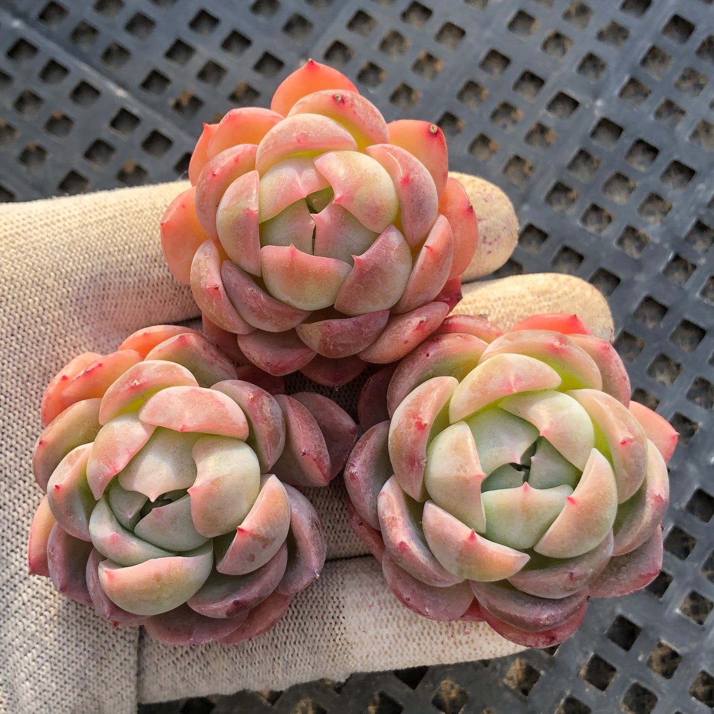 22700 シシリーHyb 5.5cm pot