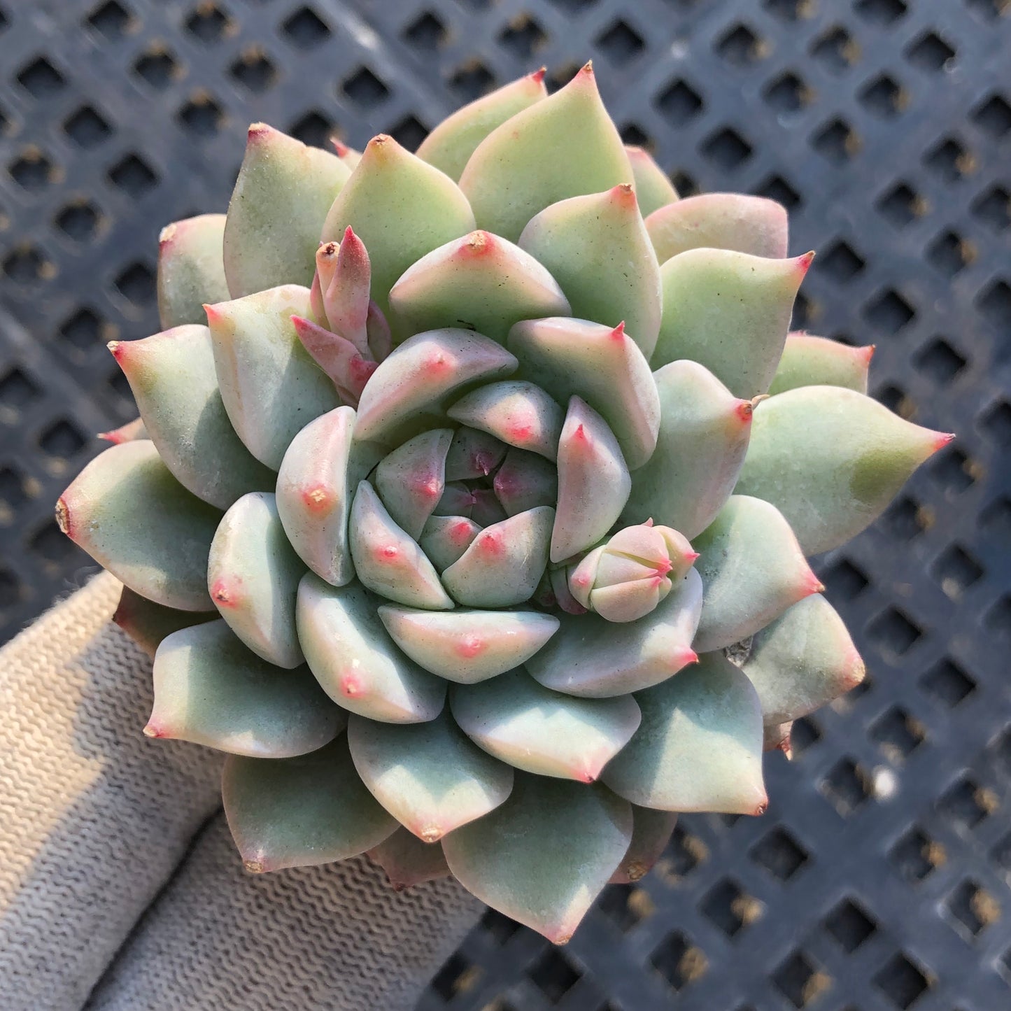 0120 ティッピー 5.5cm pot