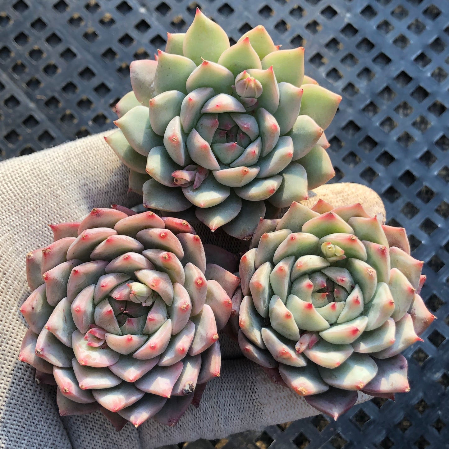 0120 ティッピー 5.5cm pot