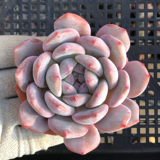 24020 パープル　モンロー 9cm pot