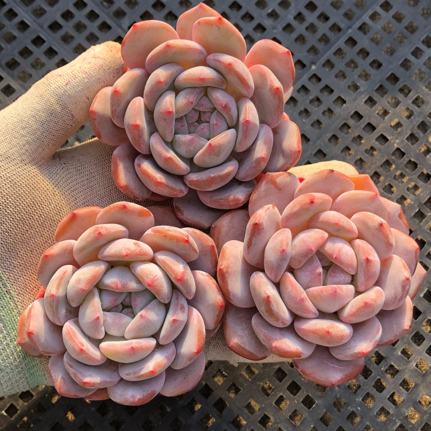 24020 パープル　モンロー 9cm pot