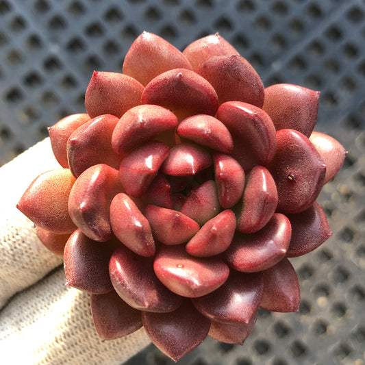 11552 ピンク　ルビー 5.5cm pot