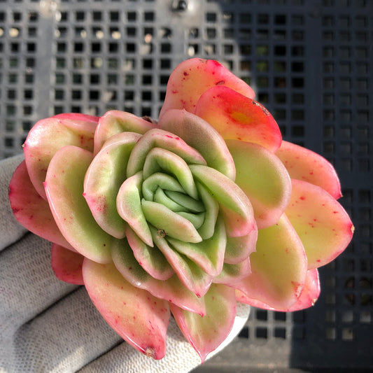 18923 アイスローズ 9cm pot