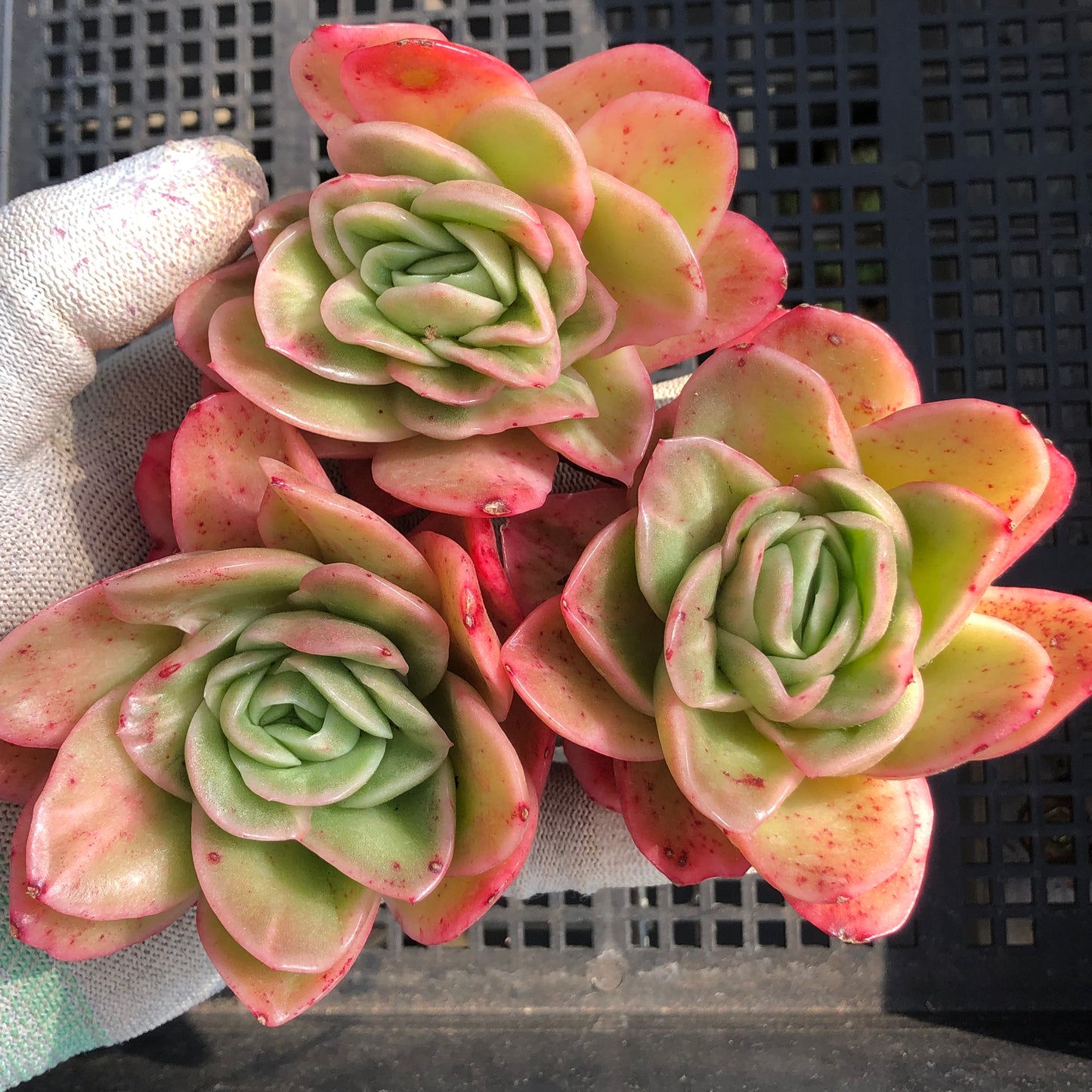 18923 アイスローズ 9cm pot