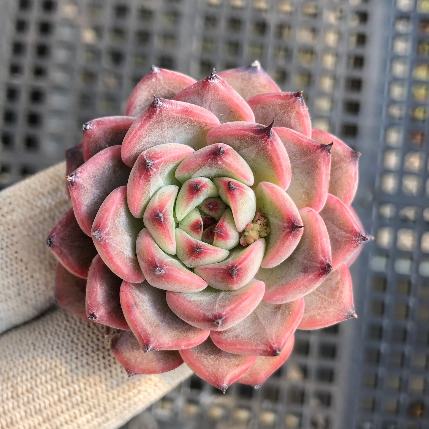 20917 スプリング 5.5cm pot