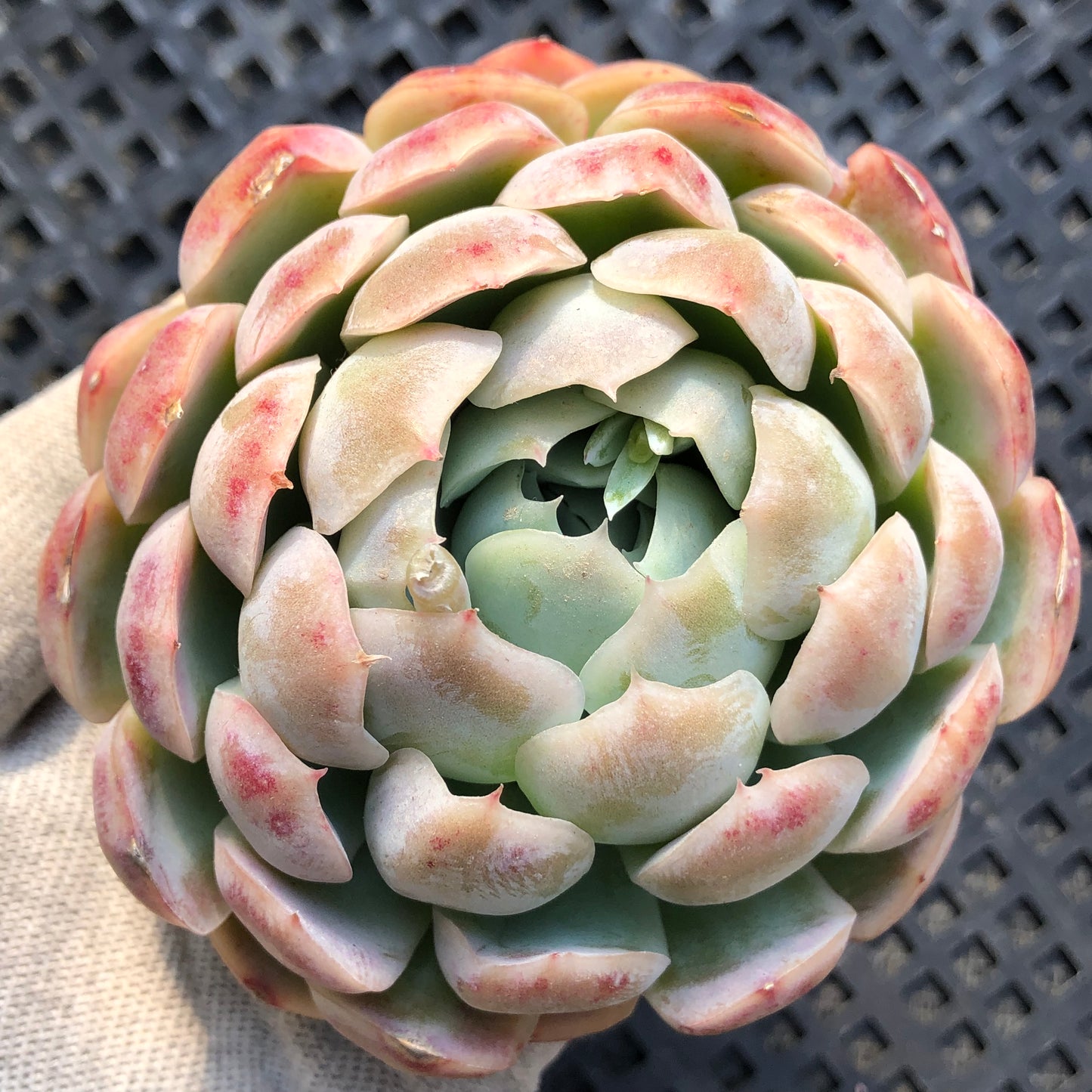 24057 スノーボール 12cm pot