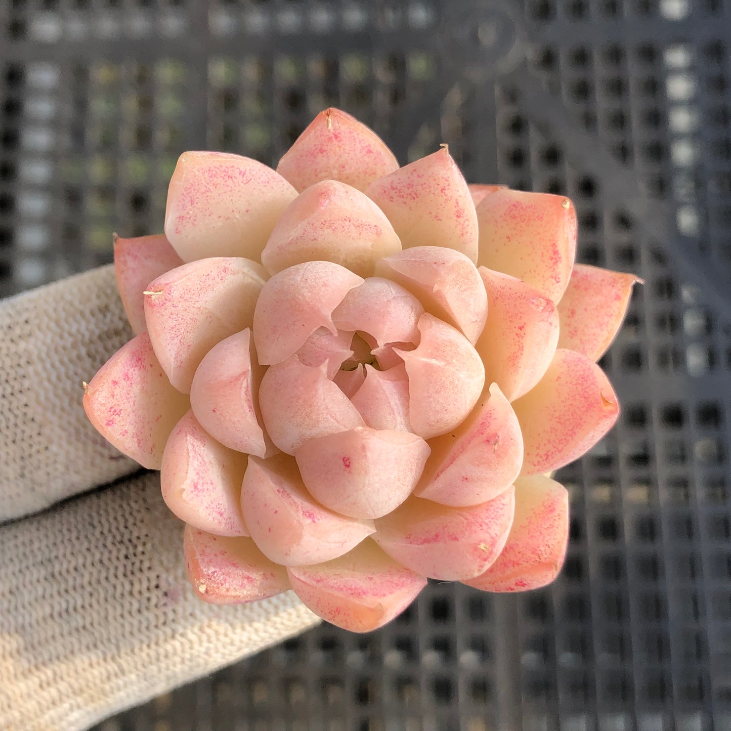 15336 クイーンオブピーチ 7cm pot