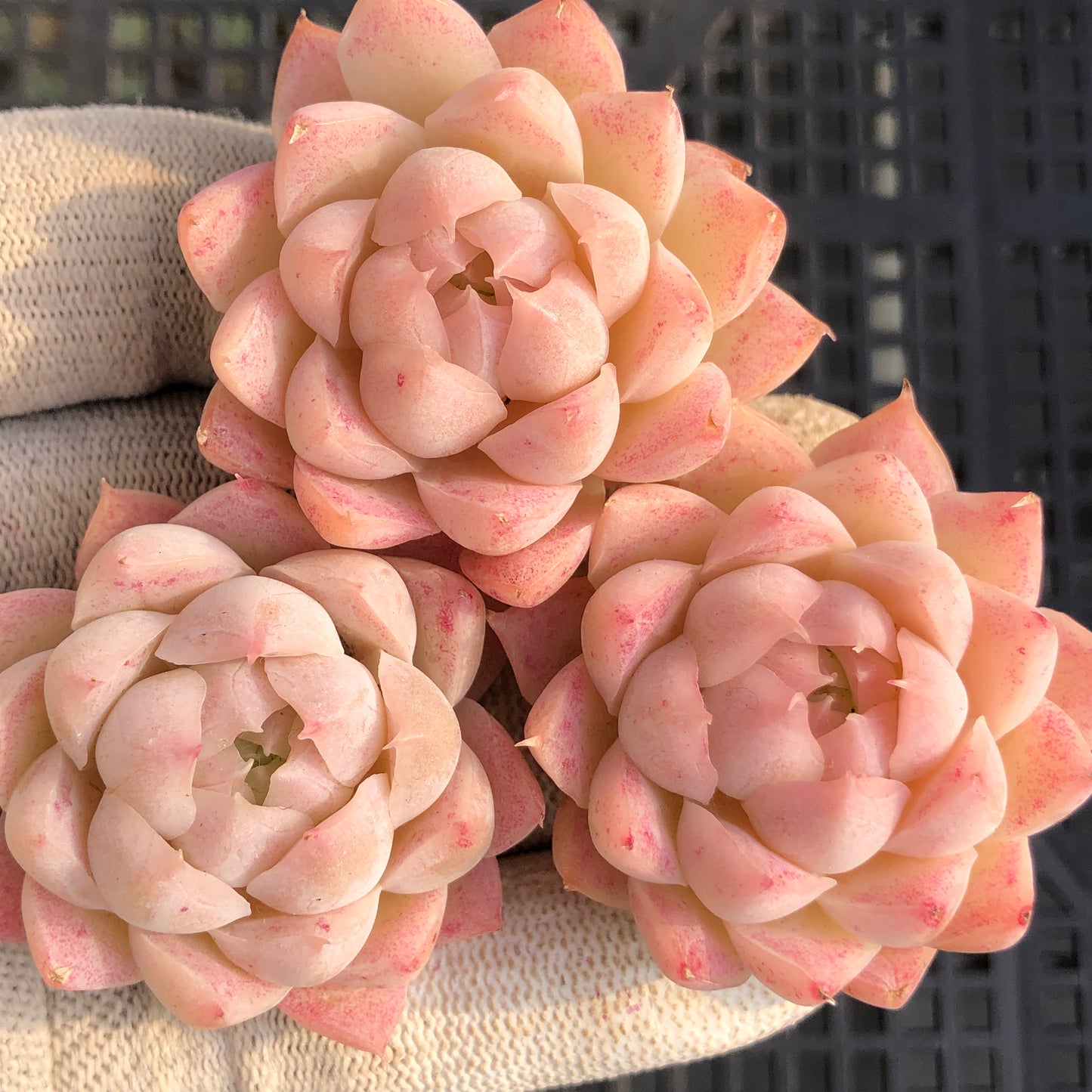 15336 クイーンオブピーチ 7cm pot