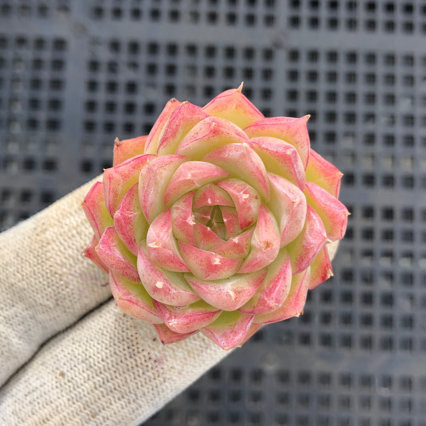 2149 クィーン x ピンク　クリスタル　ローズ 7cm pot