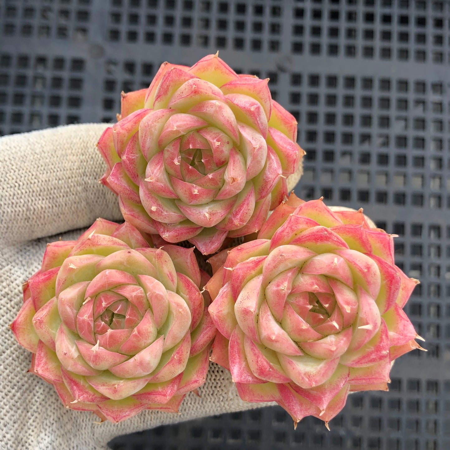 2149 クィーン x ピンク　クリスタル　ローズ 7cm pot