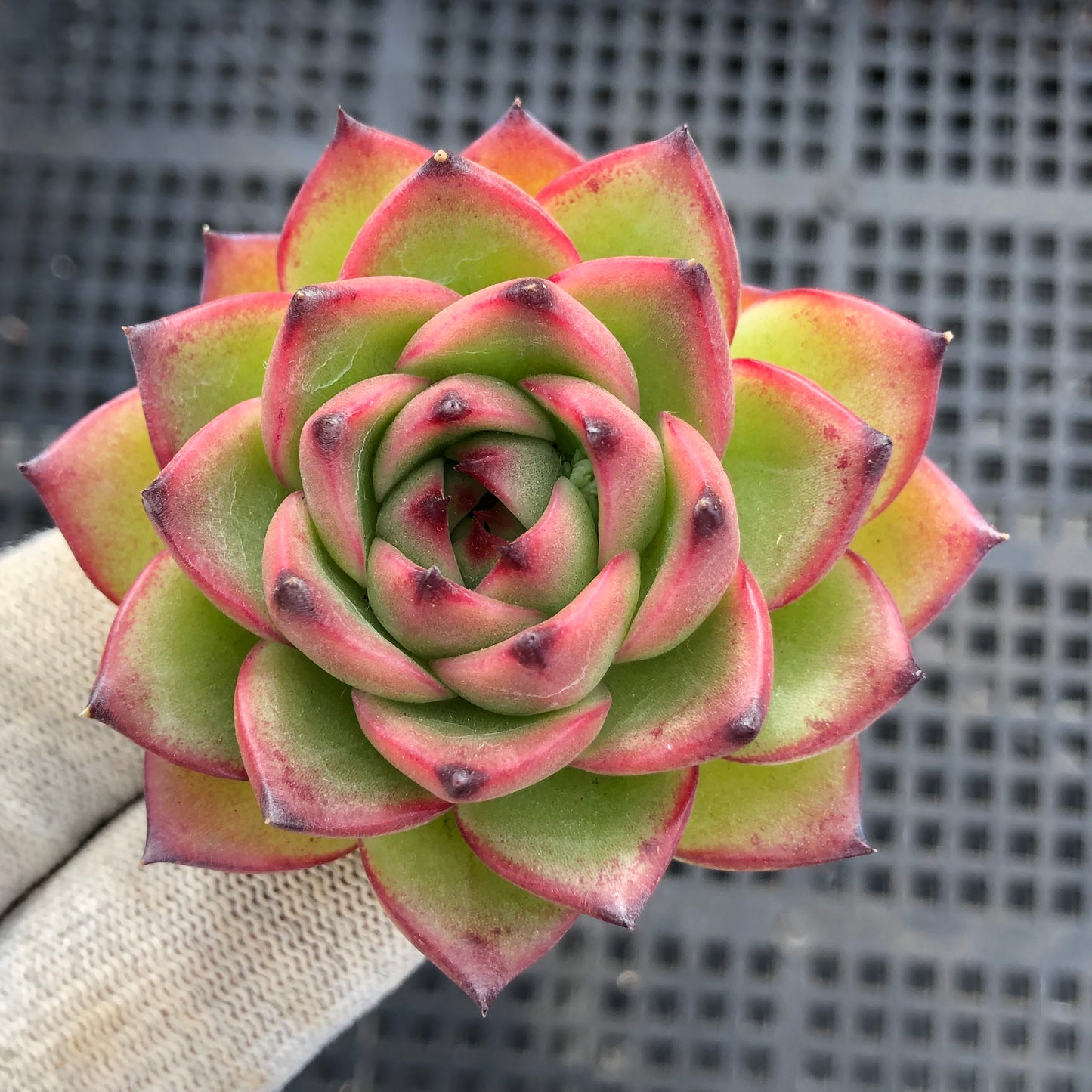 4513 ムーンストーン 5.5cm pot