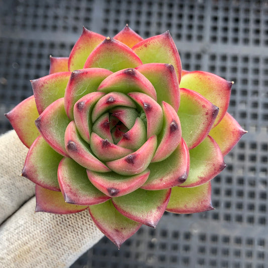 4513 ムーンストーン 5.5cm pot