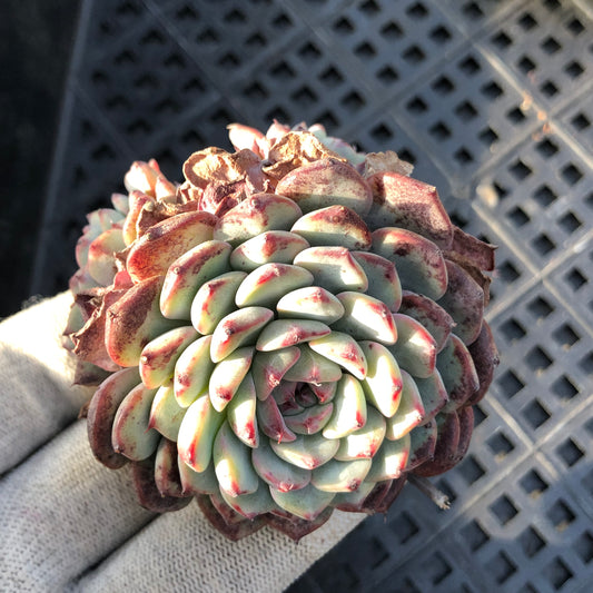 24108 ホワイトミニマ 7cm pot