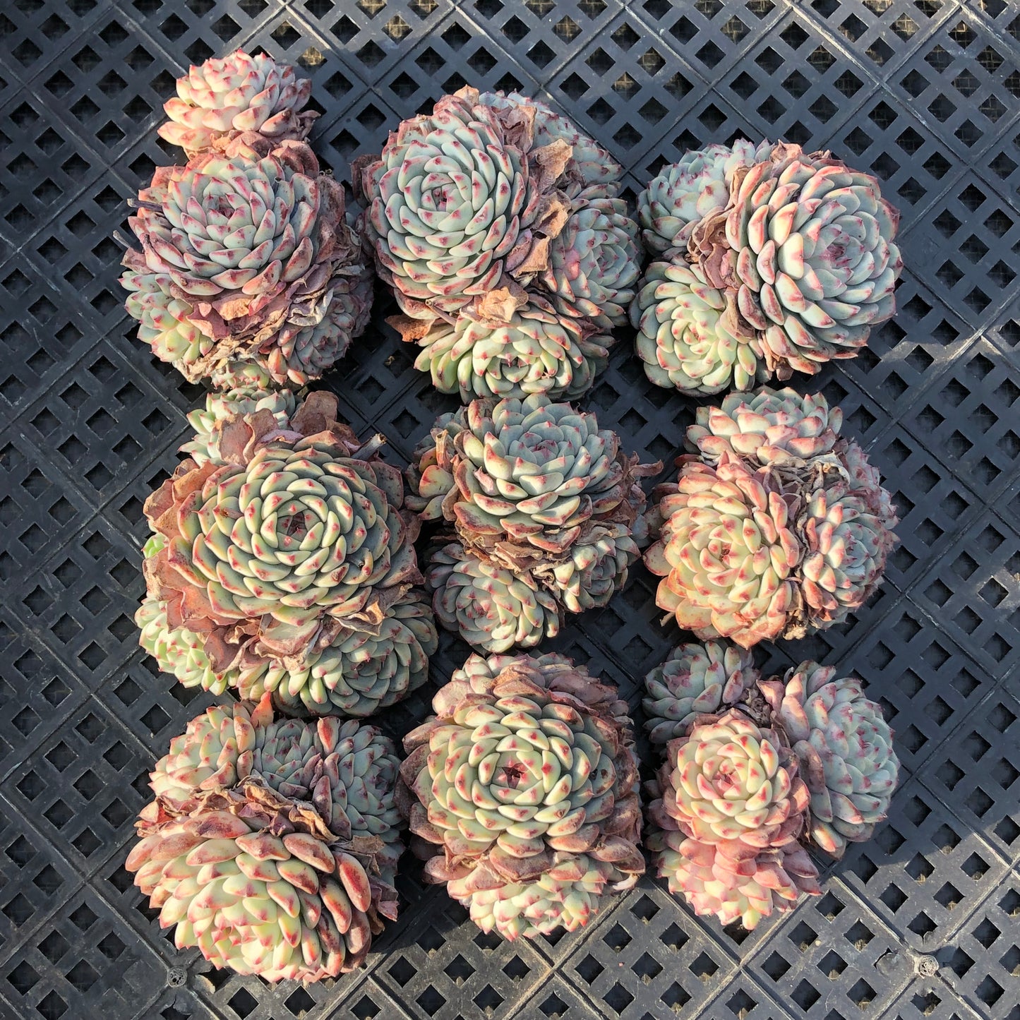 24108 ホワイトミニマ 7cm pot