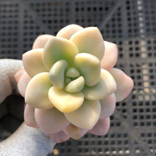 24515 レジェンド錦 9cm pot