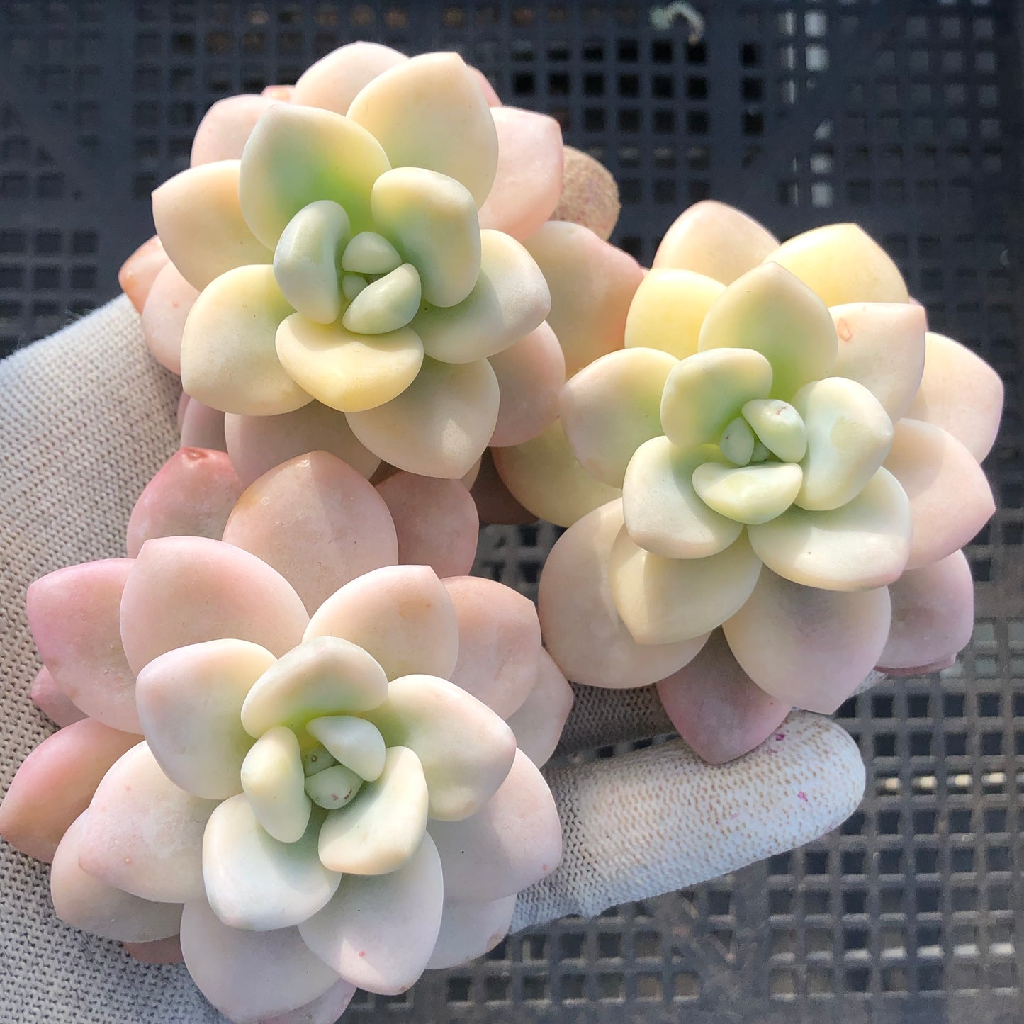 24515 レジェンド錦 9cm pot