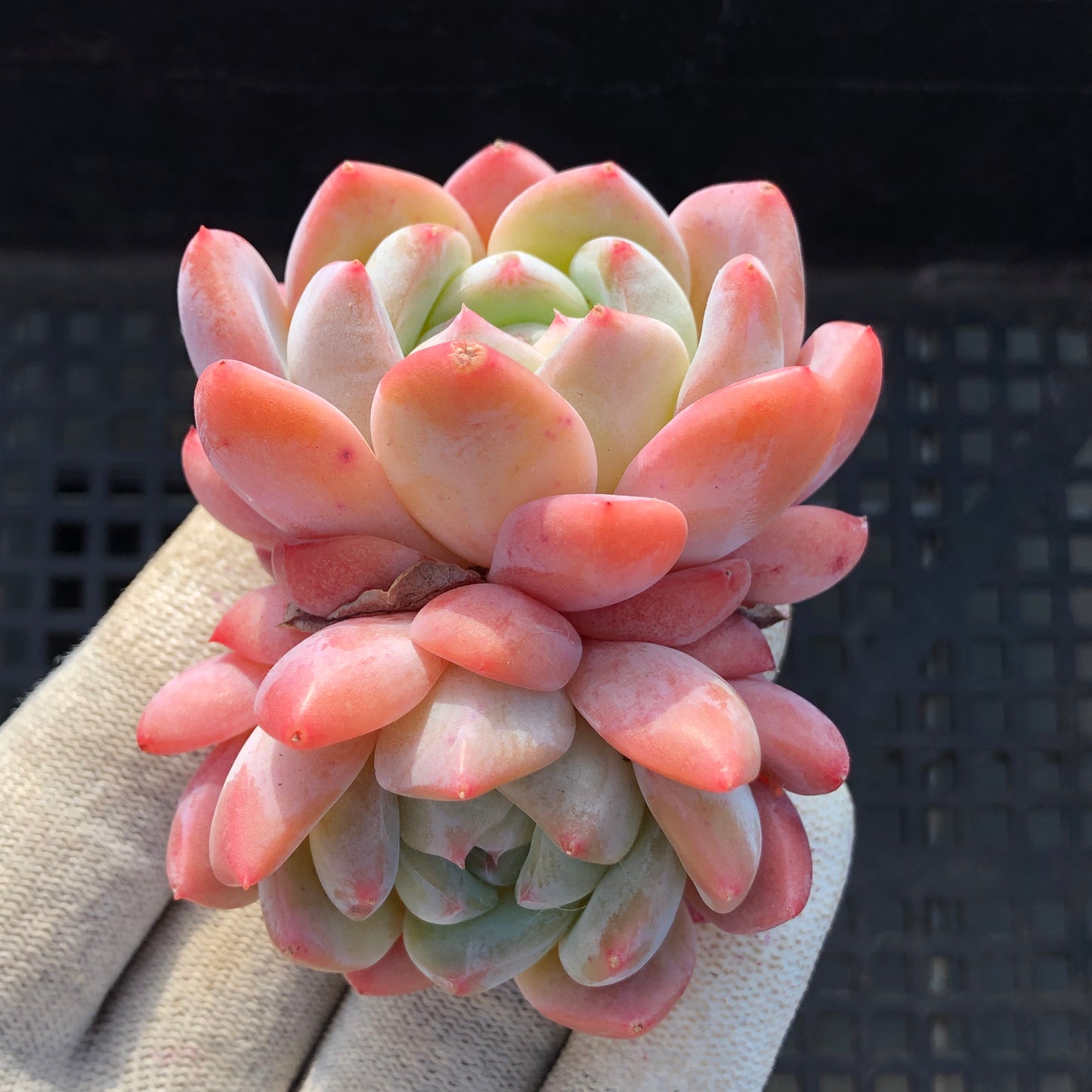 23787 アイスドリーム 7cm pot