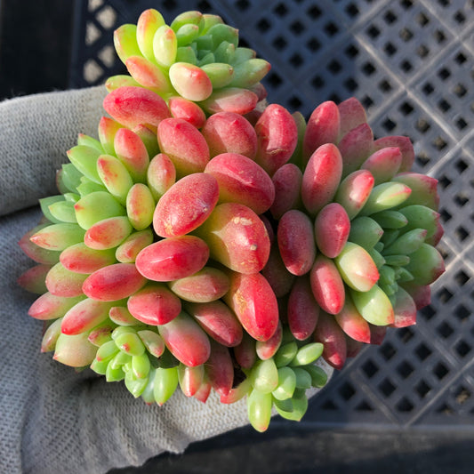 24087 ストローブレ　ムース 9cm pot