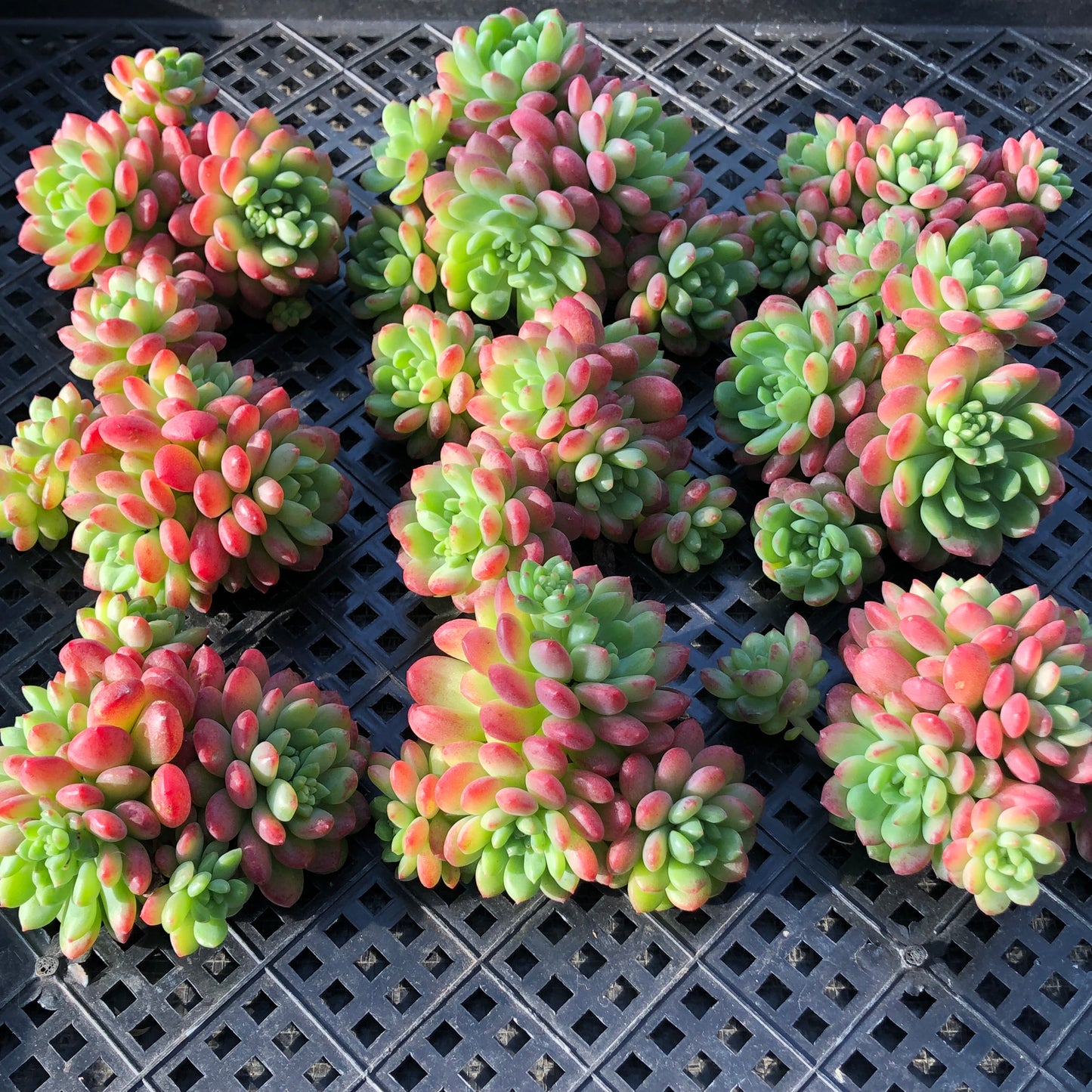 24087 ストローブレ　ムース 9cm pot