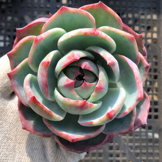 24080 カシオ 9cm pot