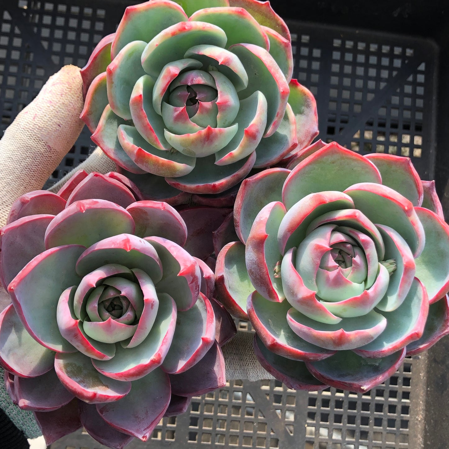 24080 カシオ 9cm pot