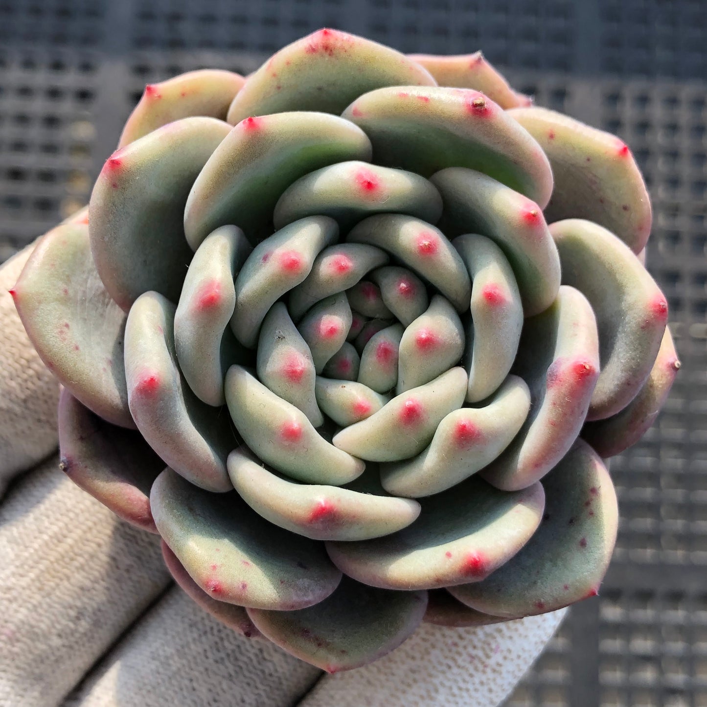 22080 アリエル 9cm pot