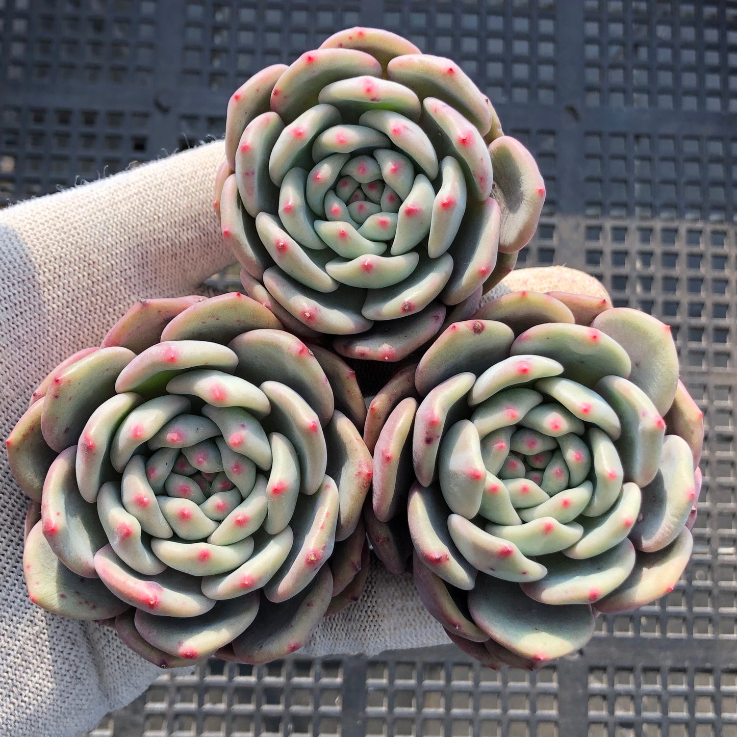 22080 アリエル 9cm pot