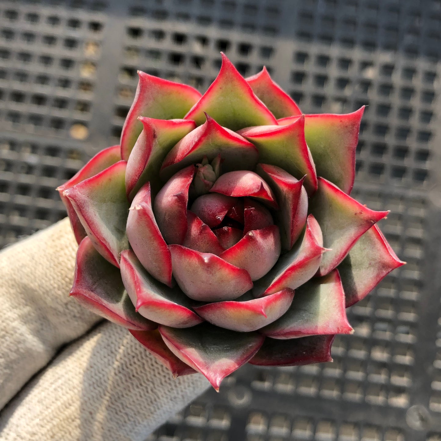 T1068 ロータスランプ 5cm pot