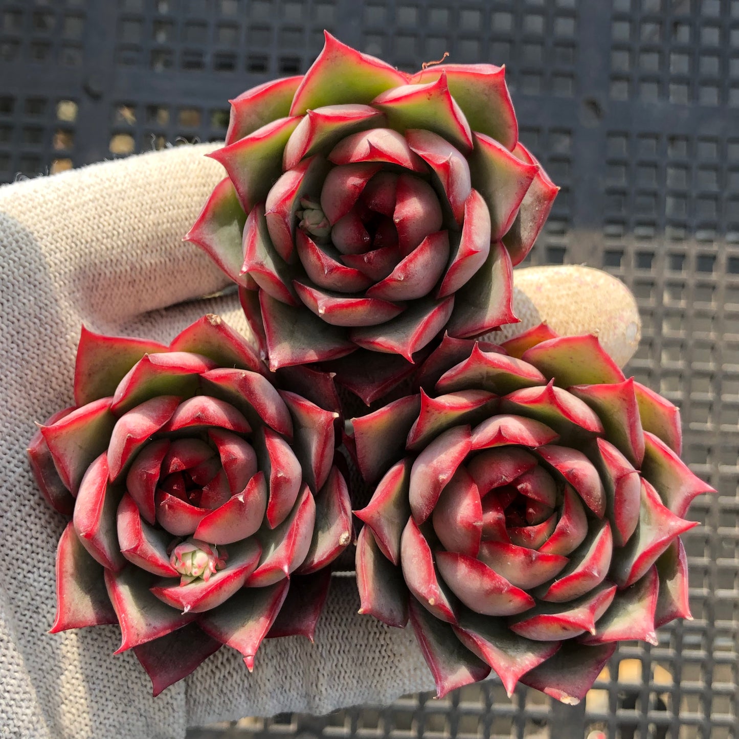 T1068 ロータスランプ 5cm pot